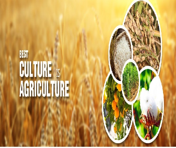 B.S or MSc Agriculture Eligibility Criteria Career and Scope in Pakistan